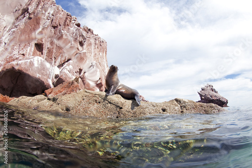 California sea lion, zalophus californianus, Mexico, seal, Espritu Santo national park photo