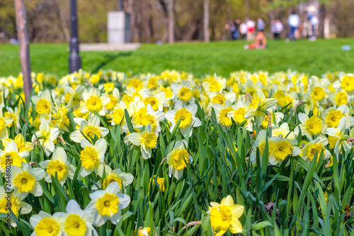 Fototapeta Naklejka Na Ścianę i Meble -  Flowering daffodils