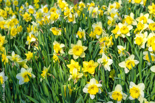 Spring daffodils in the city Park