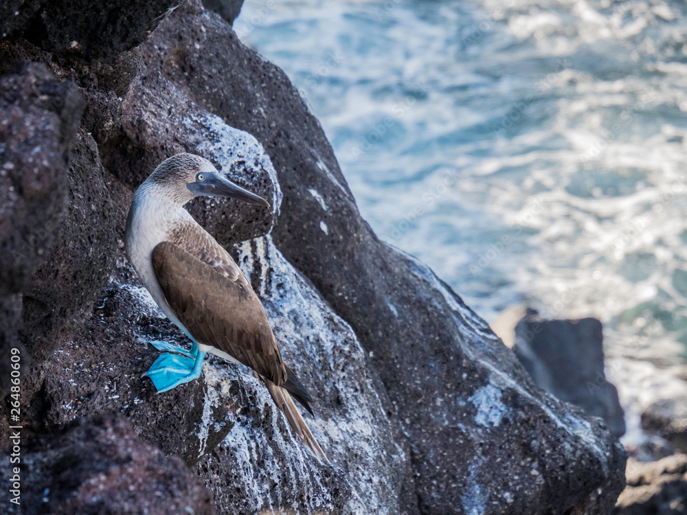 Beautiful Blue-footed Booby resting on shore near Isabela Island, Galapagos Islands, Ecuador