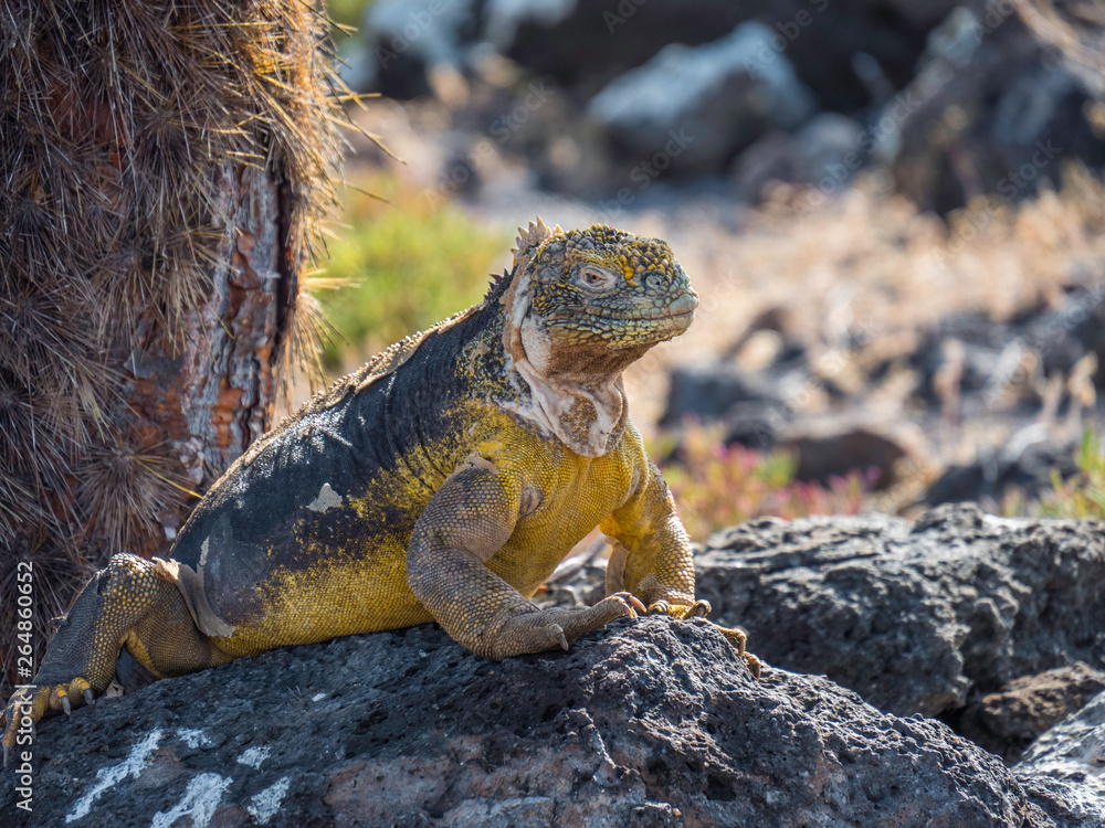 A Beautiful male land iguana spotted in Galapagos Islands, Ecuador