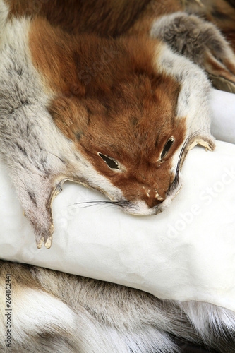 Obraz na plátně Fourrure.