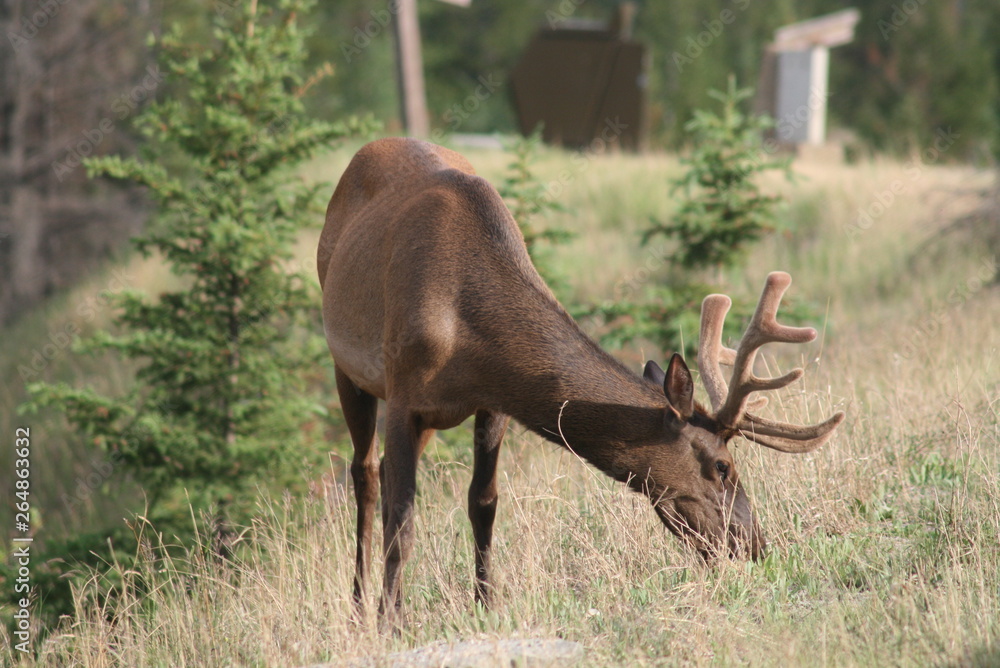Fototapeta premium Deers YelloCervowstone