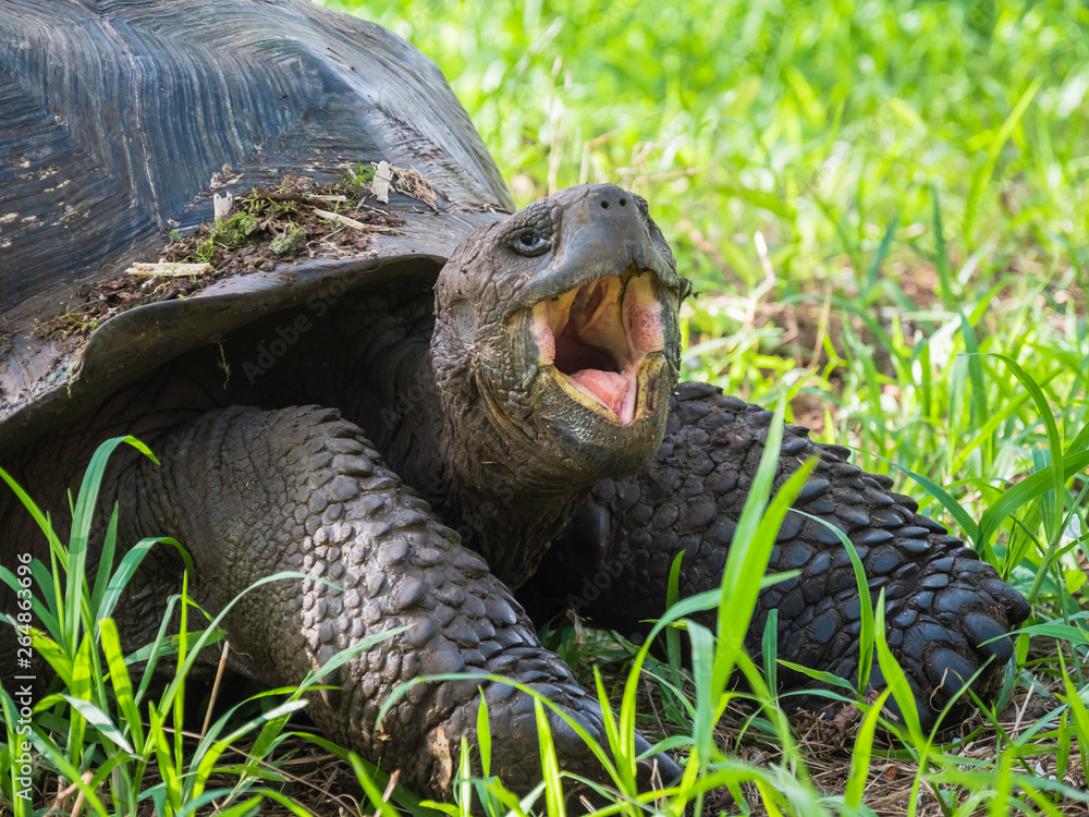 Close up of a beautiful Giant Tortoise in the highland of Santa Cruz Island, Galapagos Islands, Ecuador