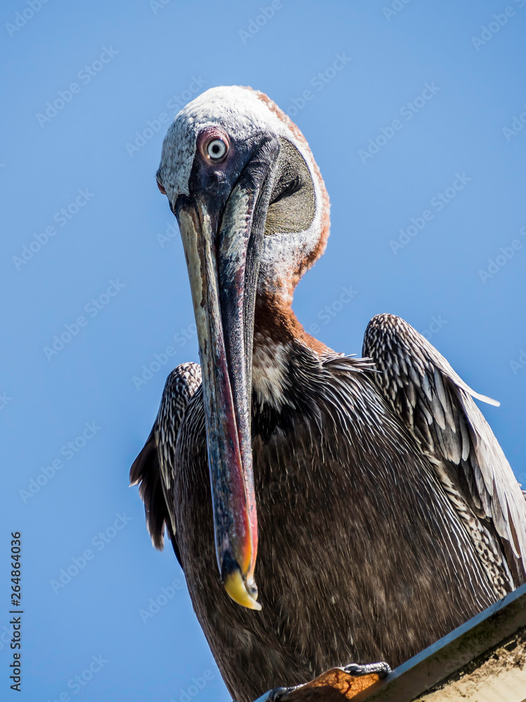 Close up of a beautiful Brown Pelican spotted near Santa Cruz Island, Galapagos Islands, Ecuador