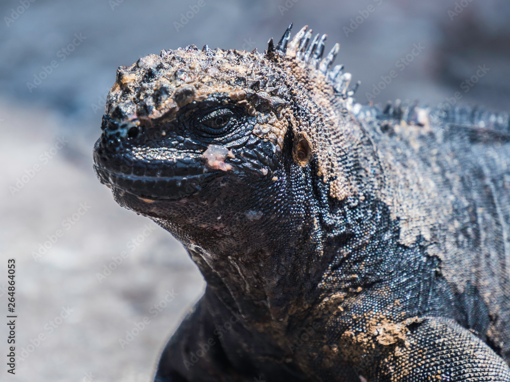 Close up of a beautiful marine iguana spotted in Galapagos Islands, Ecuador