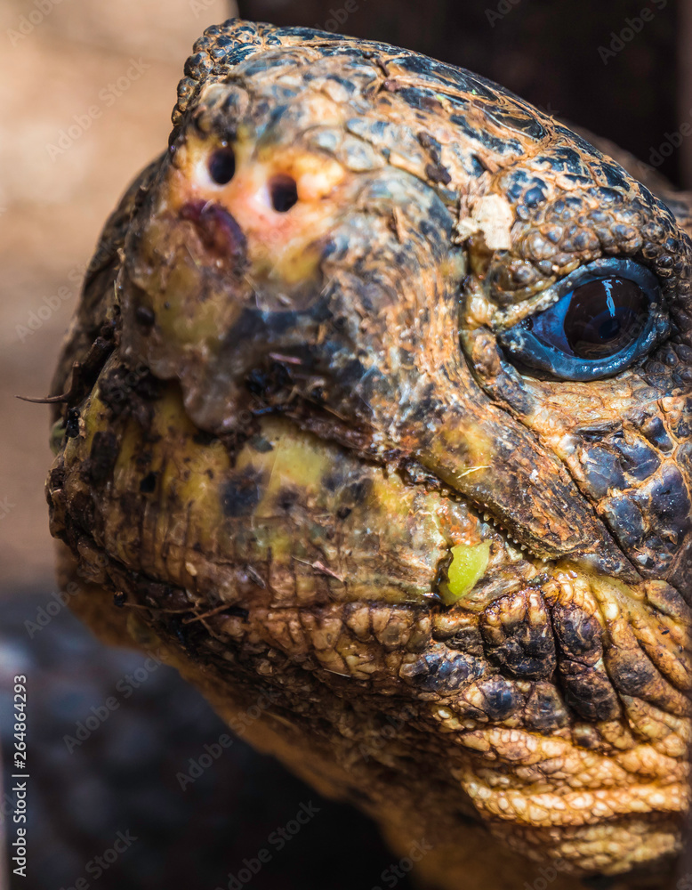 Close up of a beautiful Giant Tortoise in the highland of Santa Cruz Island, Galapagos Islands, Ecuador