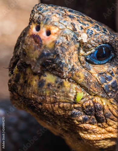 Obraz na płótnie Close up of a beautiful Giant Tortoise in the highland of Santa Cruz Island, Galapagos Islands, Ecuador w salonie