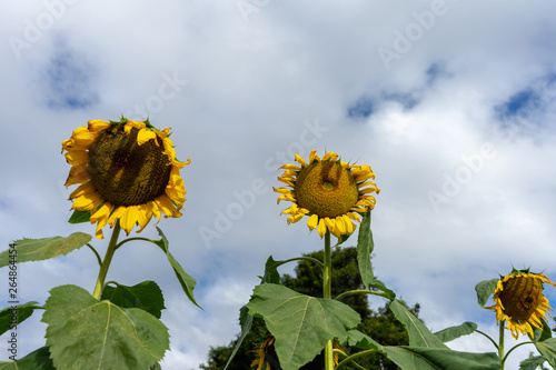 Sunflowers in Yarramalong NSW Australia photo