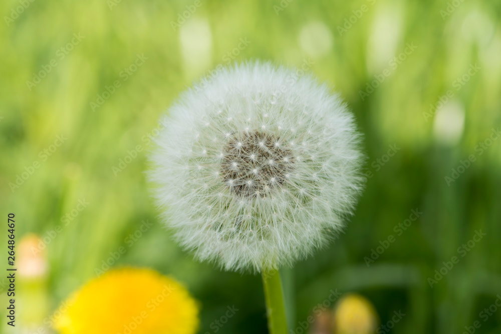 Pusteblume Pusteblume