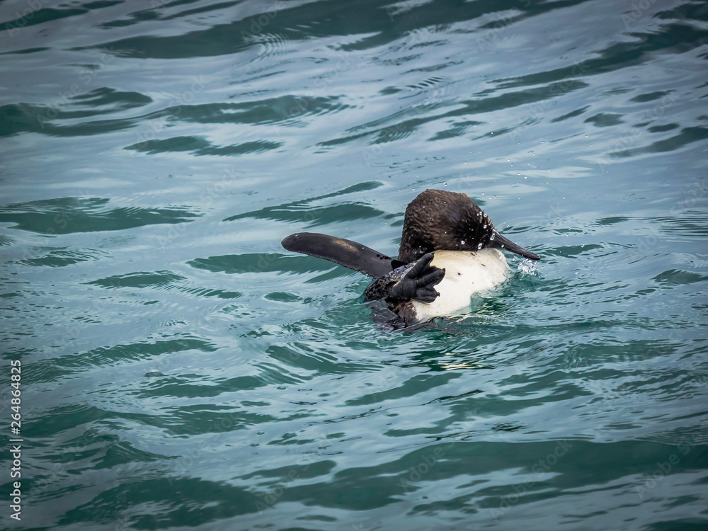 Galapagos penguin taking a bath in the sea