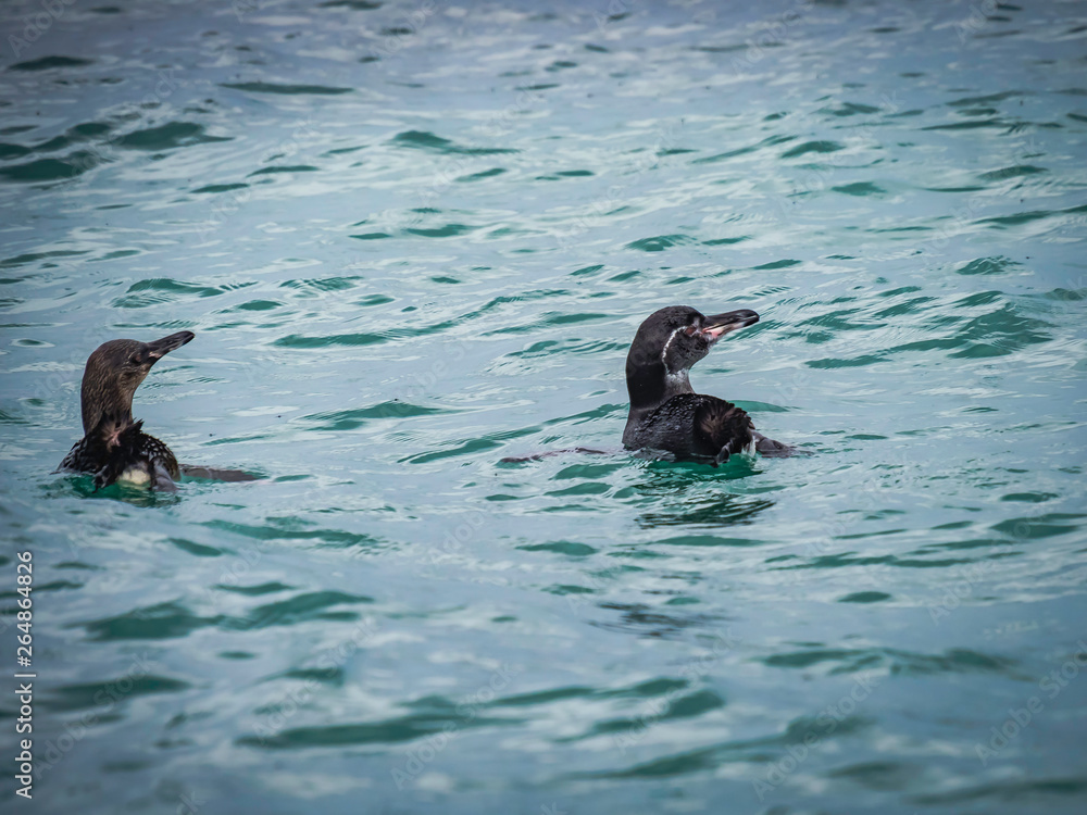Galapagos penguins swimming in the sea