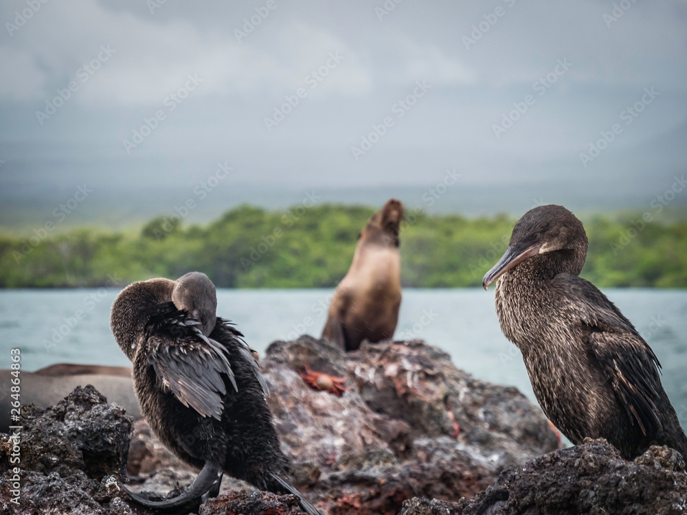 Two Flightless Cormorants resting on shore near Isabela Island, Galapagos Islands, Ecuador