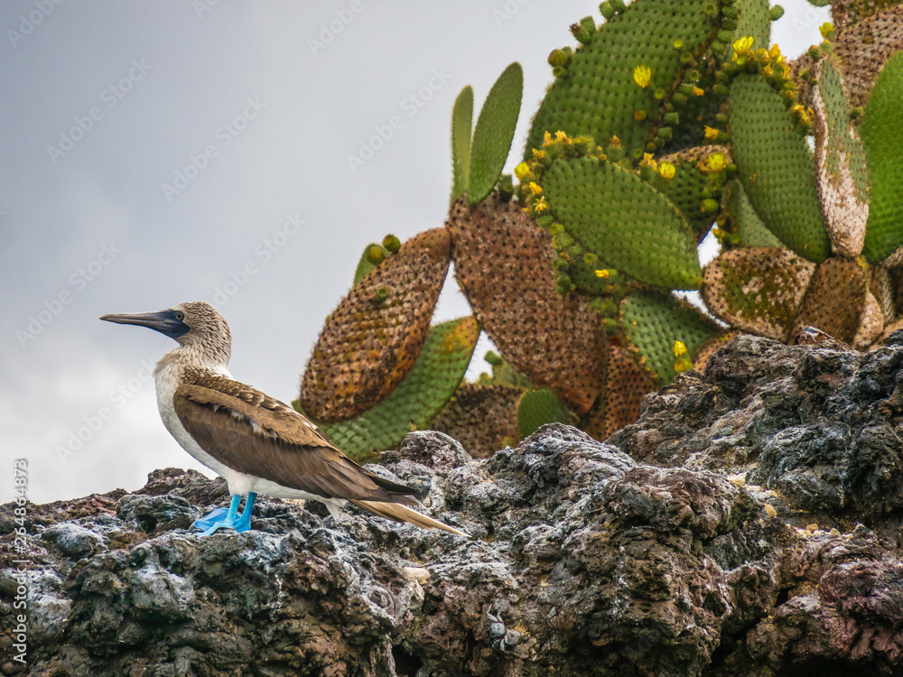 Beautiful Blue-footed Booby resting on shore near Isabela Island, Galapagos Islands, Ecuador