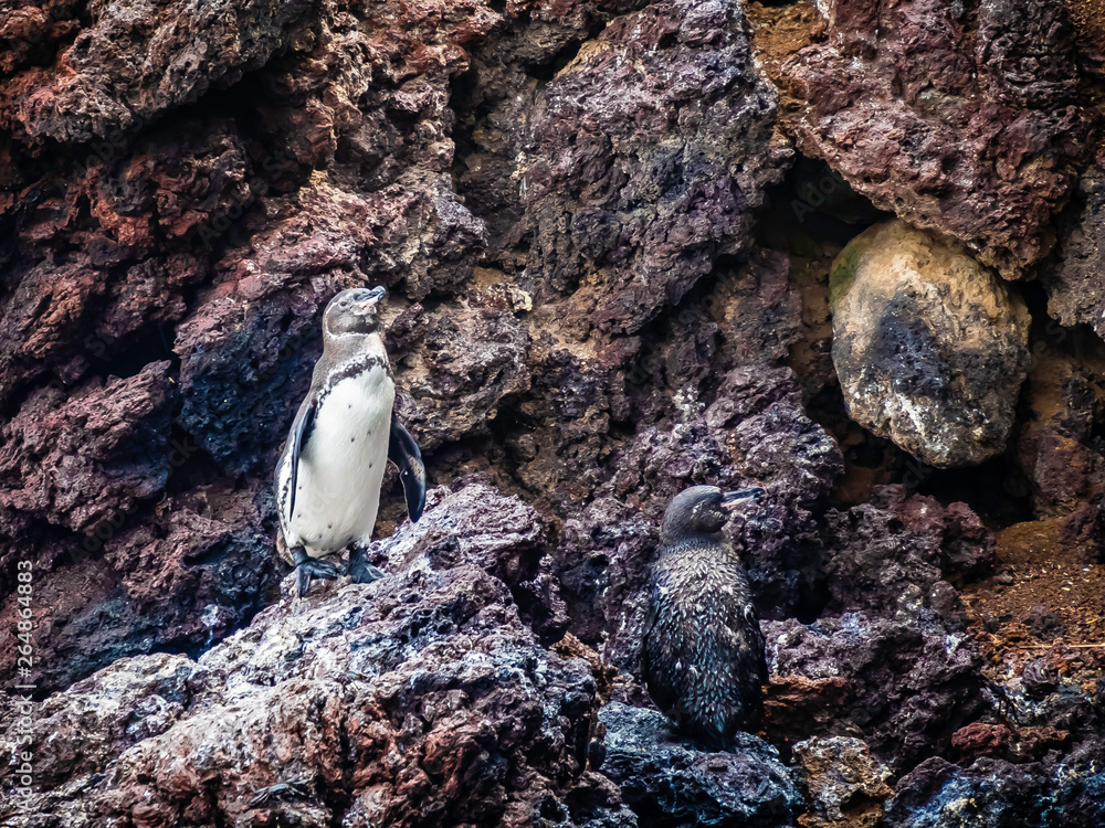 Cute Galapagos Penguins resting along the shore near Isabela Island in Galapagos Islands, Ecuador