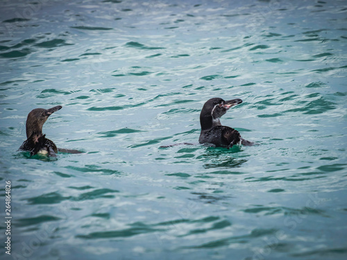Obraz na płótnie Galapagos penguins swimming in the sea w salonie