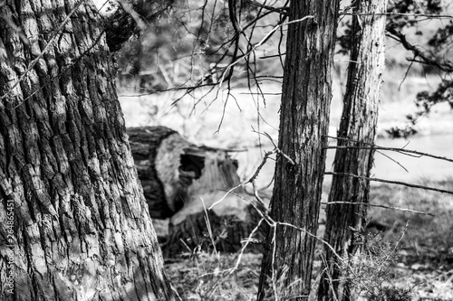 black and white photo of trees and tree cut down by beaver