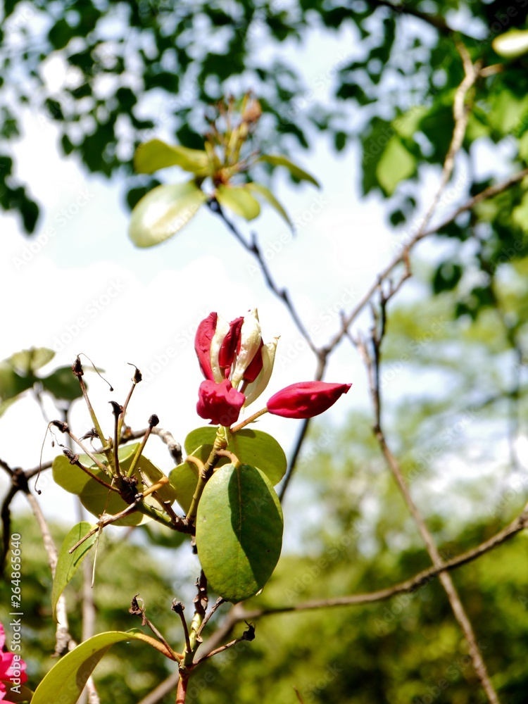 Obraz premium Rhododendron im Park