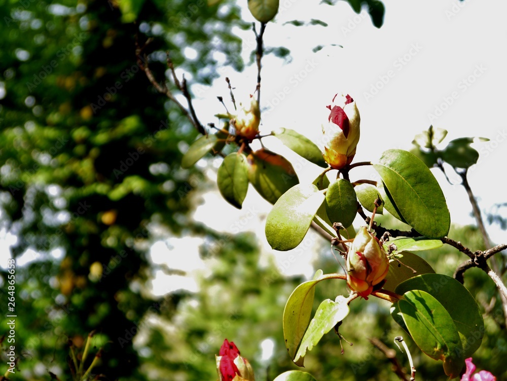 Obraz premium Rhododendronstrauch