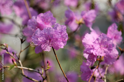 Pink flowers of Rhododendron mucronulatum or Korean rhododendron in garden in early spring photo