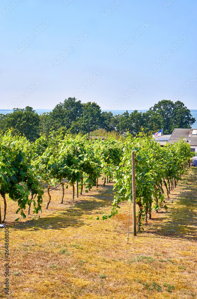 Grapevines in Loddin on the island of Usedom on the Baltic Sea. Grapevines in Loddin on the island of Usedom on the Baltic Sea.
