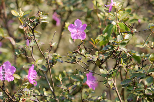 Branches of Rhododendron ledebourii with pink flowers and green leaves in garden photo