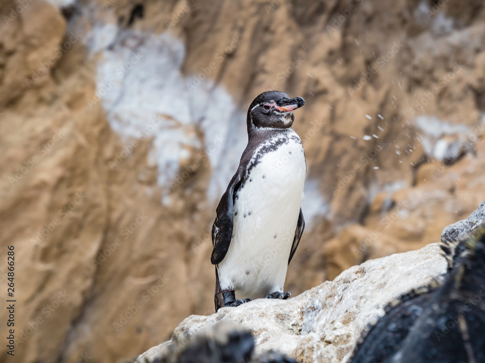 Cute Galapagos Penguins resting along the shore near Isabela Island in Galapagos Islands, Ecuador