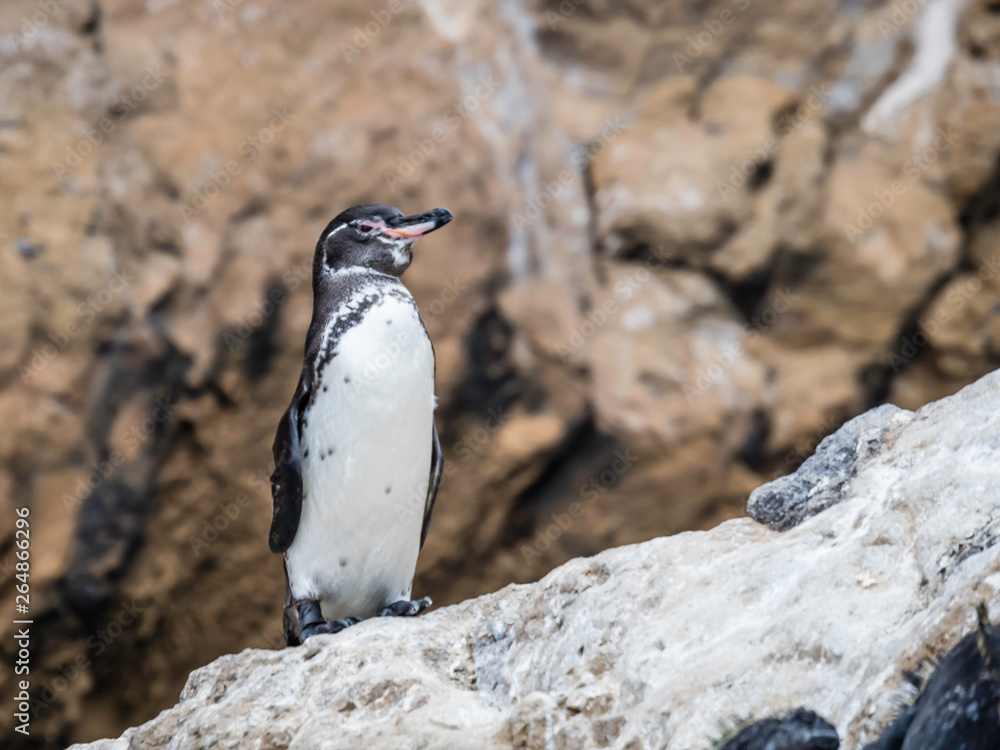 Cute Galapagos Penguins resting along the shore near Isabela Island in Galapagos Islands, Ecuador