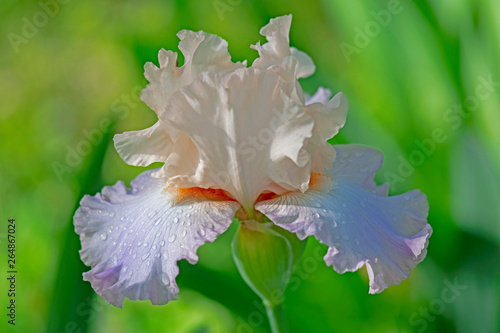 Close up of a lilac and white Iris in bloom on a sunny morning