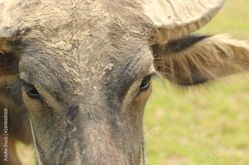 close-up of a weathered dirty muddy face of a Southeast Asian water buffalo on a farm in Northern Thailand