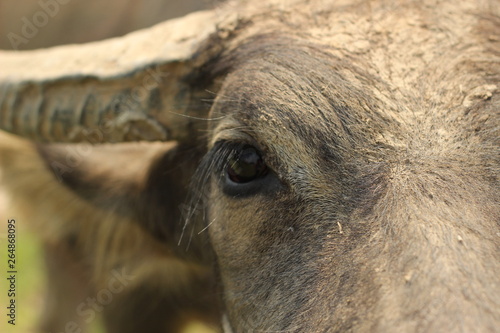 Canvastavla close-up of a weathered dirty muddy face of a Southeast Asian water buffalo on a