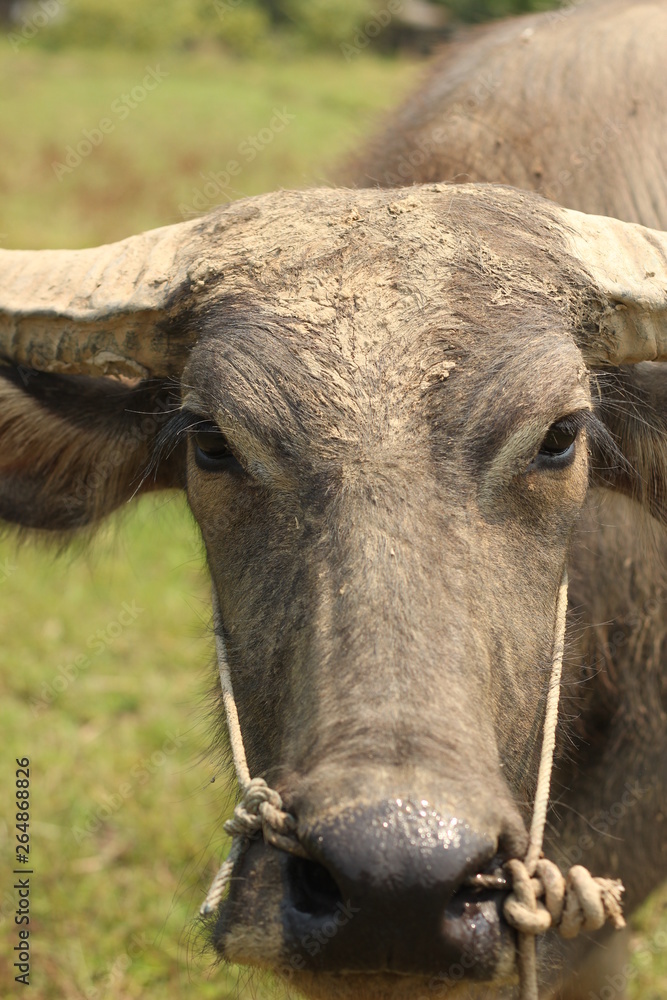 Fototapeta premium close-up of a weathered dirty muddy face of a Southeast Asian water buffalo on a farm in Northern Thailand