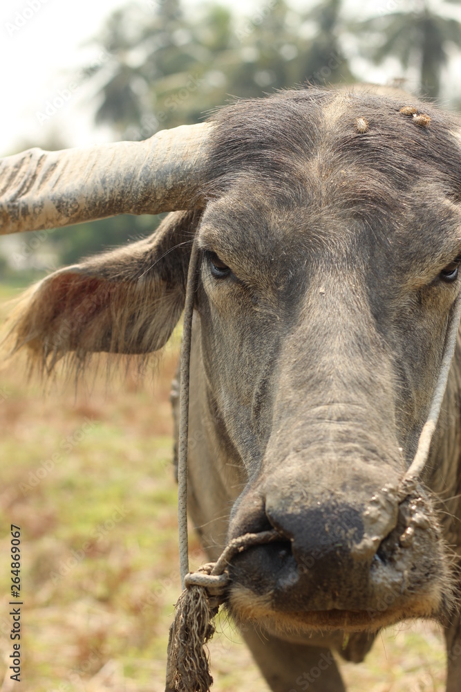 close-up of a weathered dirty muddy face of a Southeast Asian water buffalo on a farm in Northern Thailand close-up of a weathered dirty muddy face of a Southeast Asian water buffalo on a farm in Northern Thailand