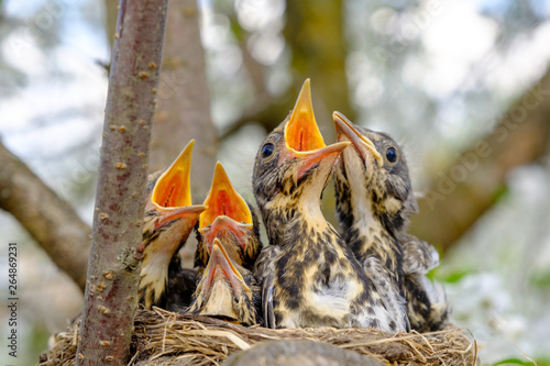 Obraz na plátne Group of thrush bird baby sitting in their nest with mouths wide open waiting for feeding