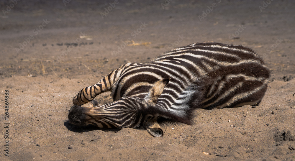 Fototapeta premium zebra