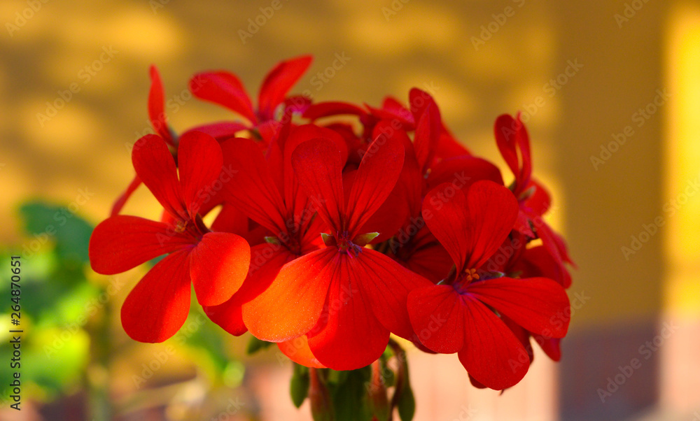  Beautiful red flowers in a bouquet.