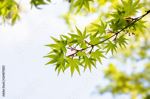 Картината върху платно Fresh verdure at spring ,Shikoku,Japan