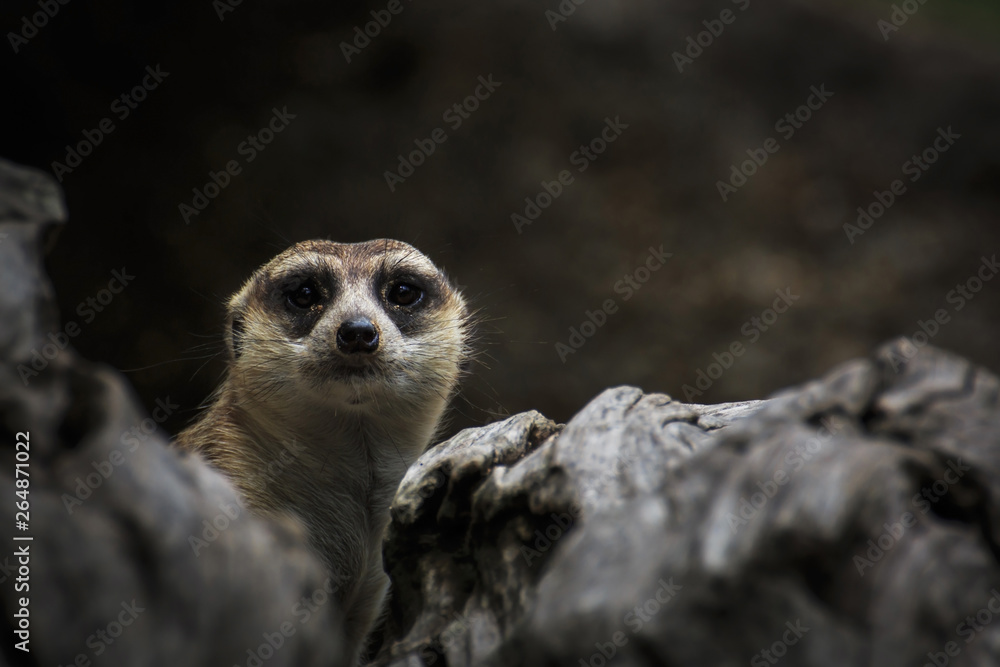 Fototapeta premium Staring meerkat in nature. Front view.