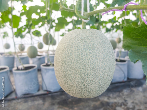 green fresh melons or cantaloupe plants growing in greenhouse organic hydroponics farm