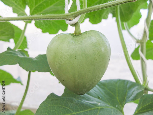 fresh green heart shape melons or cantaloupe plants growing in greenhouse organic hydroponics farm