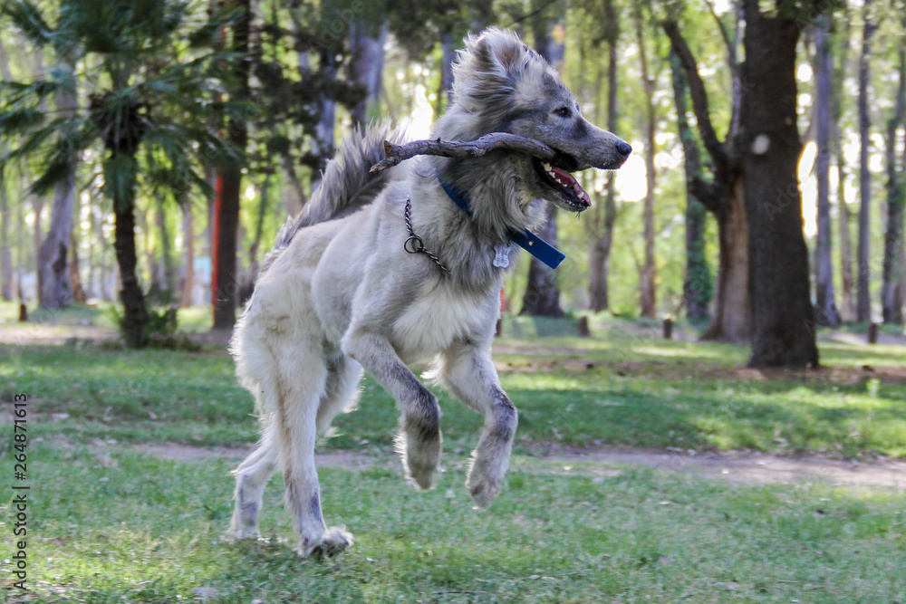 Perro gris corriendo con palo en la boca Perro gris corriendo con palo en la boca