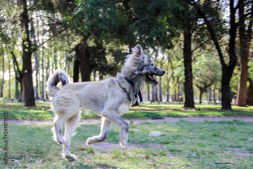 Perro gris corriendo con palo en la boca © Leonardo Alpuin