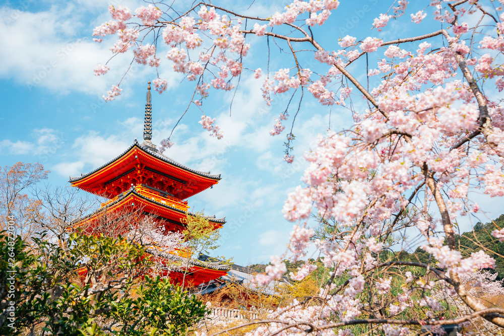 Fototapeta premium Świątynia Kiyomizu-dera z kwiatami wiśni na wiosnę w Kioto, Japonia