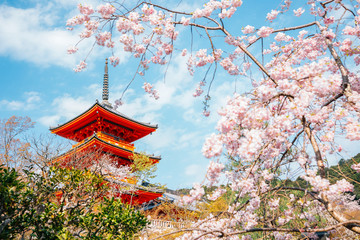 Papier peint photo Kyoto Kiyomizu-dera et cerisiers au printemps  © Sanga