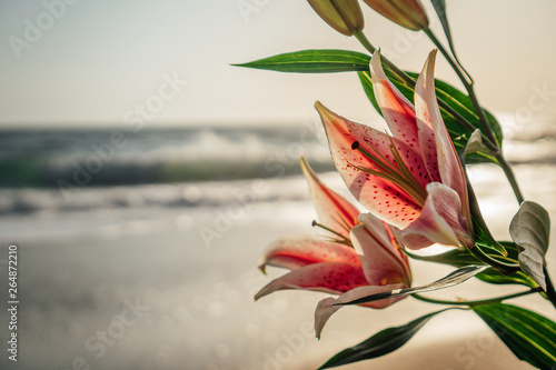 Lily flower on beach at sunset close up2