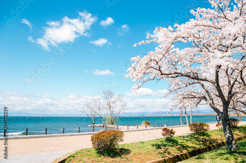 Lake Biwa with cherry blossoms in Shiga, japan