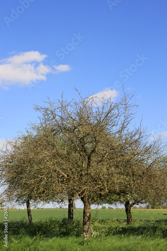 Pommier dans un champs. / Apple tree in a field.