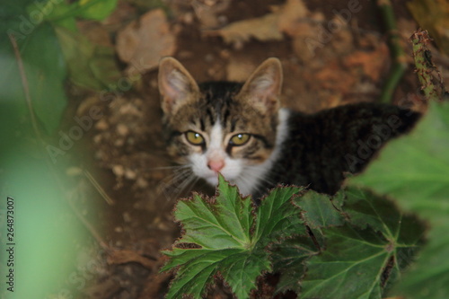 Wallpaper Mural Gato entre follaje Torontodigital.ca