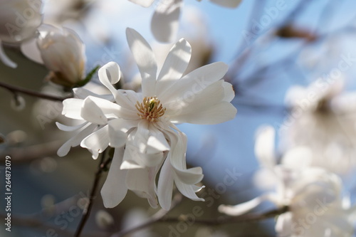 White Magnolia flowers