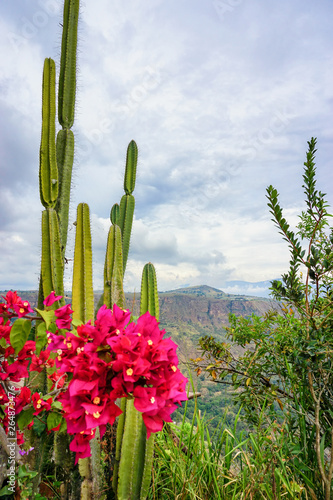 Flowers and Cactus with Chicamocha Canyon in the Background in Mesa de los Santos, Colombia photo